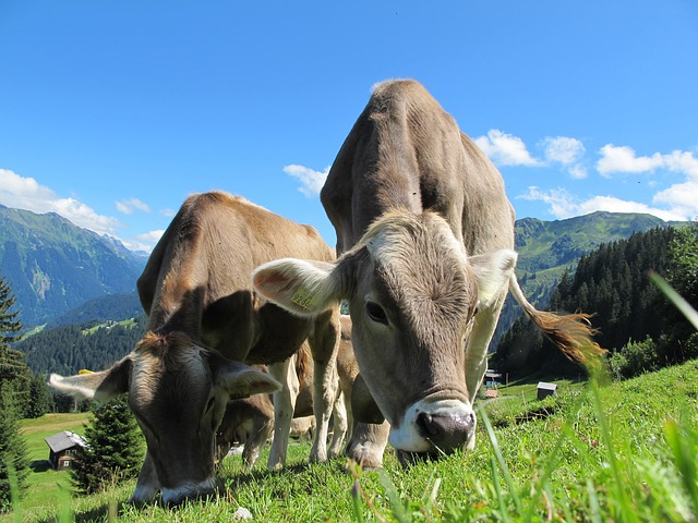 krávy v Alpách.jpg